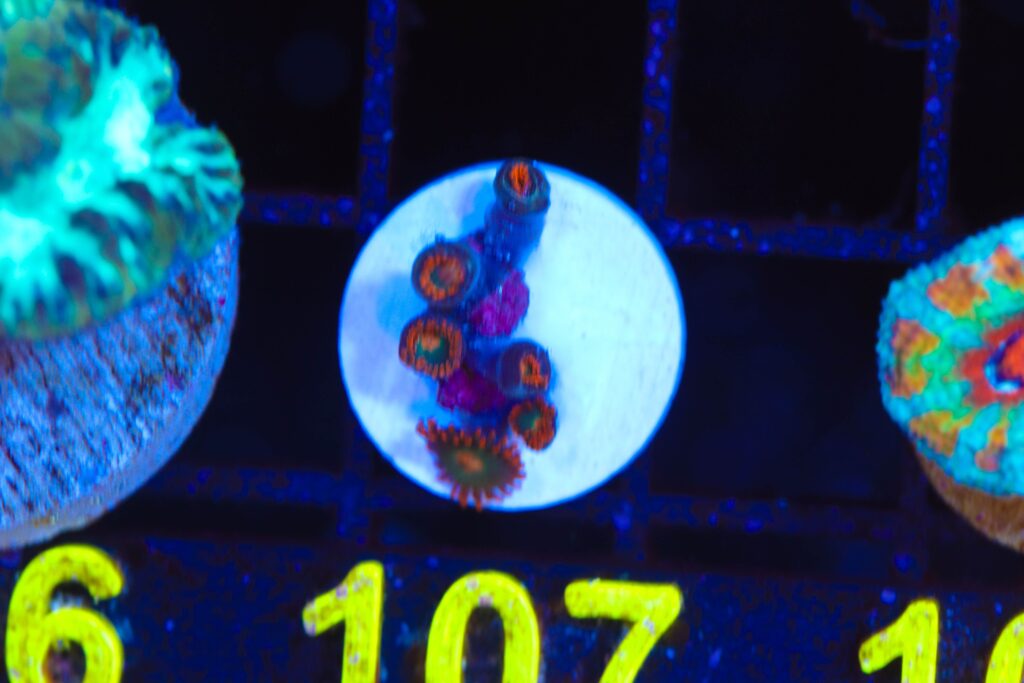 Frag Box Corals