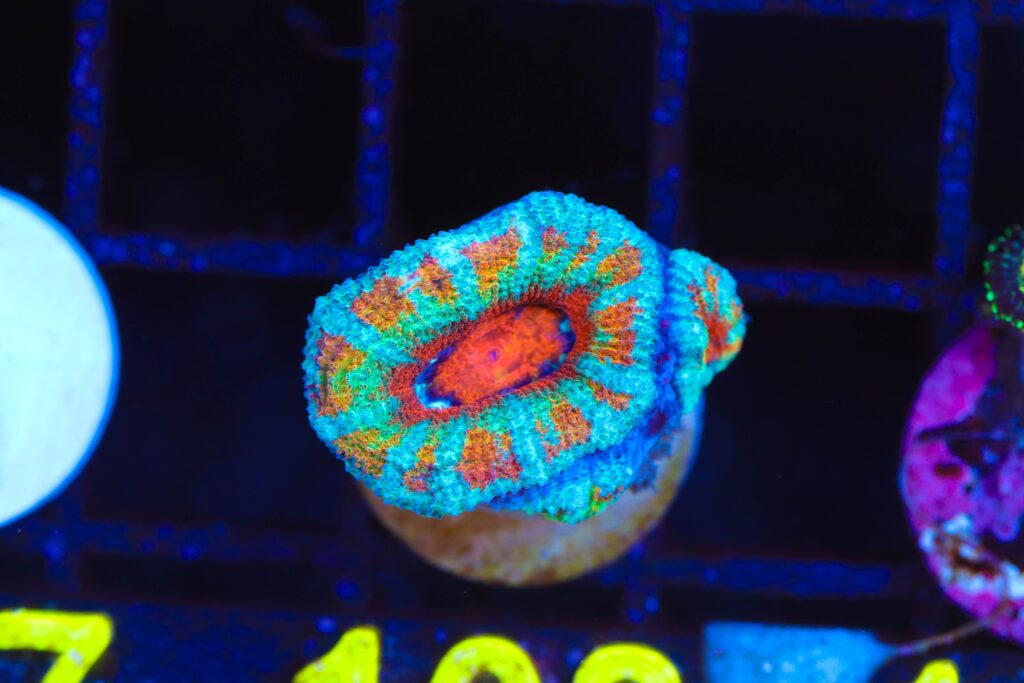 Frag Box Corals