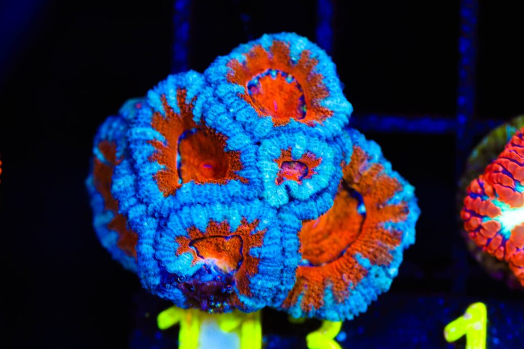 Frag Box Corals