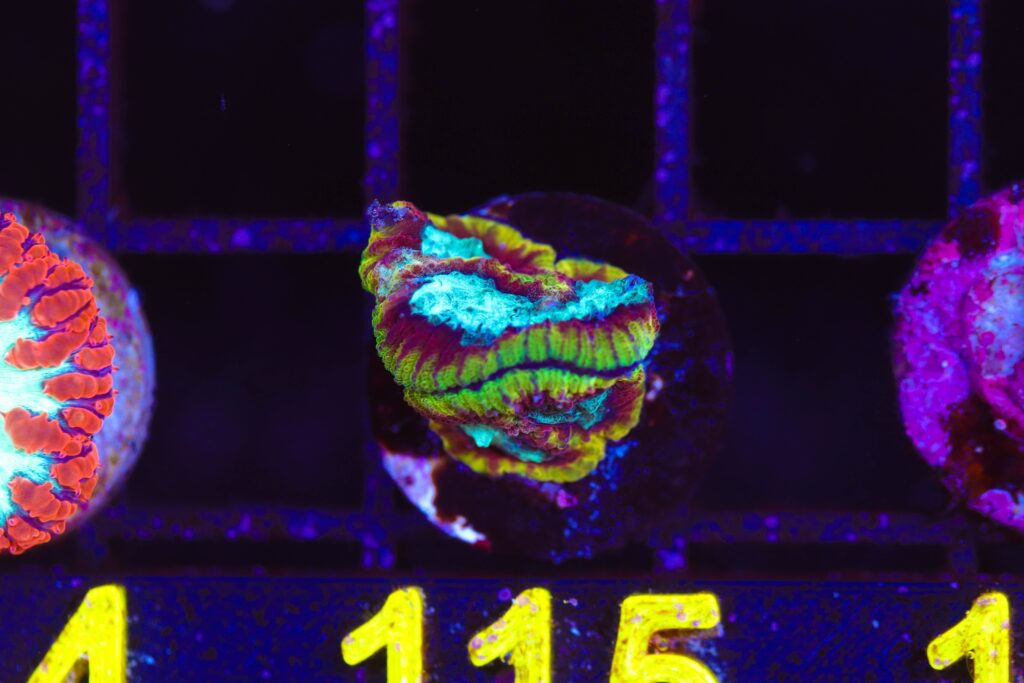 Frag Box Corals