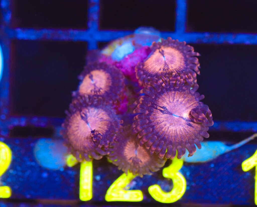 Frag Box Corals