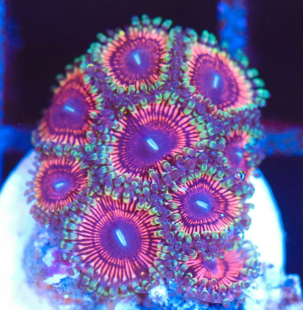 Frag Box Corals