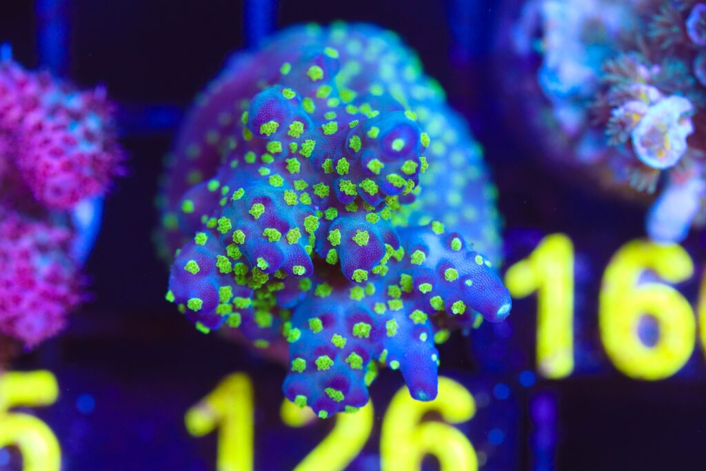 Frag Box Corals