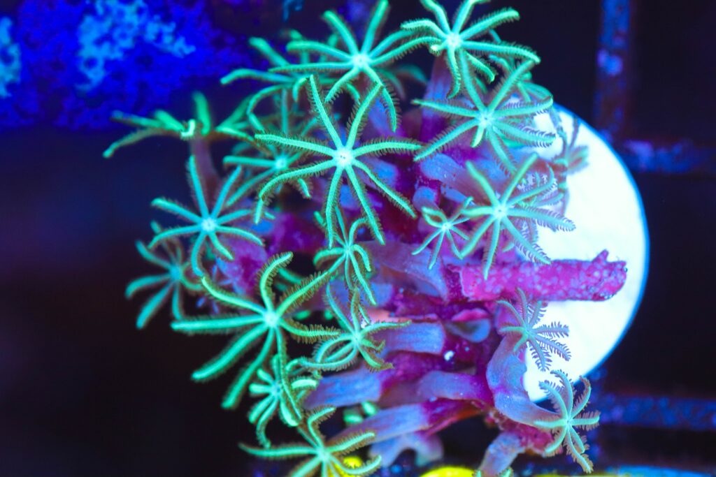 Frag Box Corals