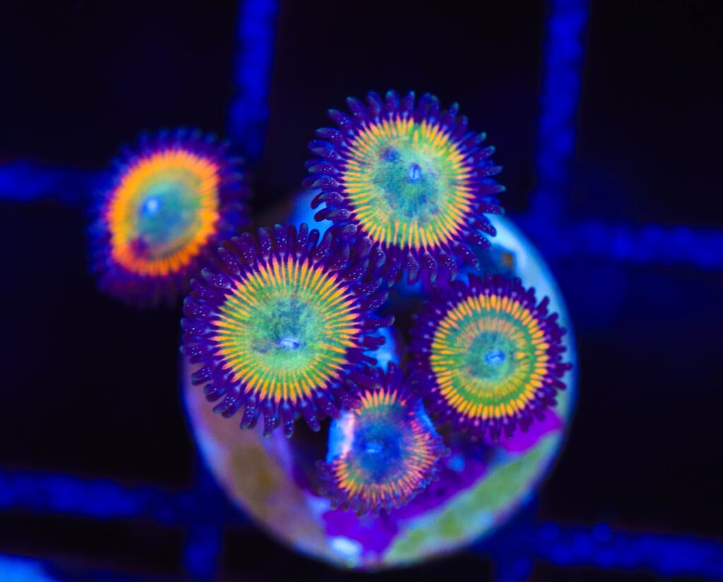 Frag Box Corals