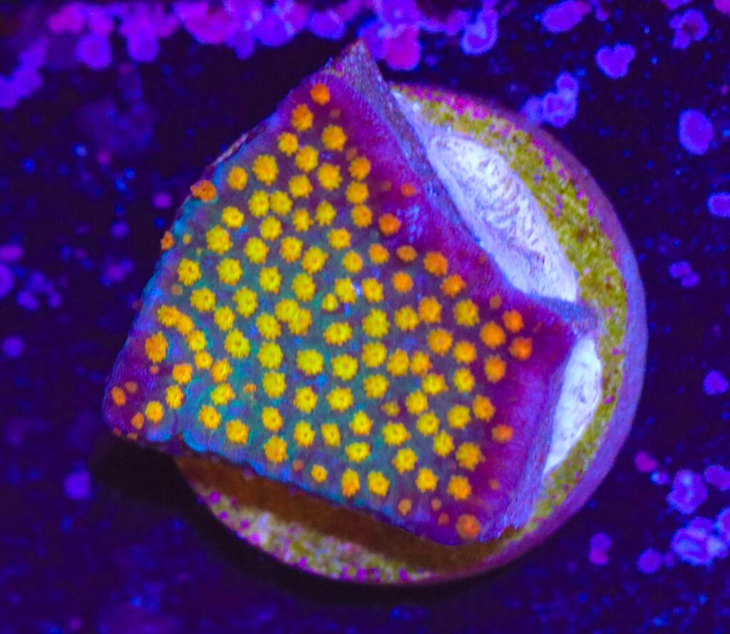 Frag Box Corals
