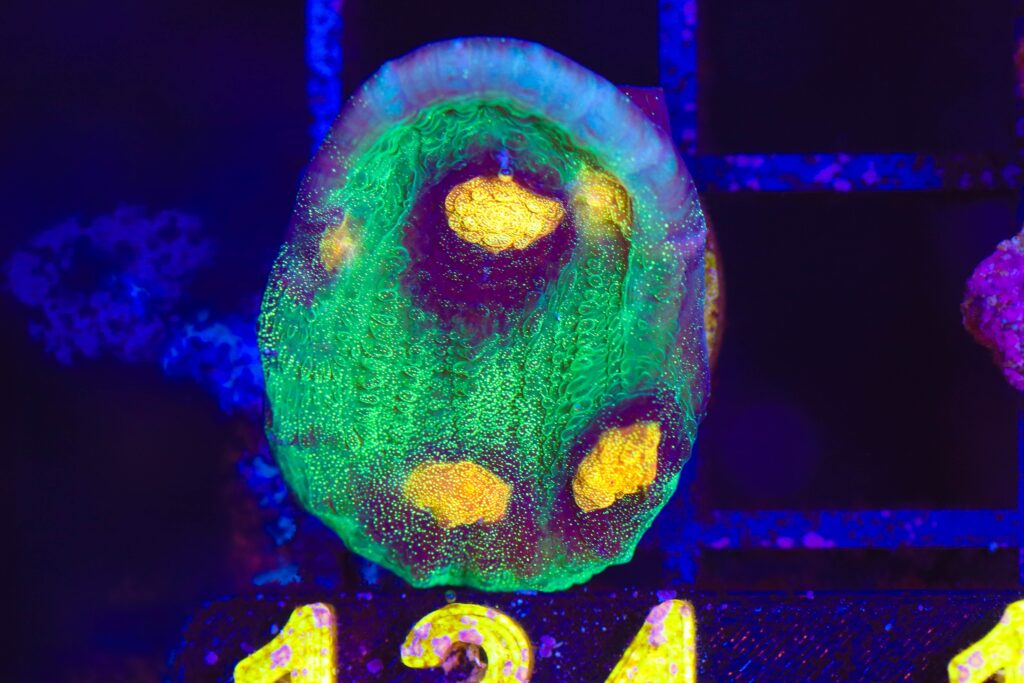 Frag Box Corals