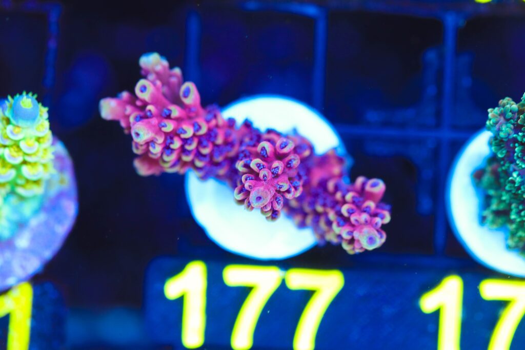 Frag Box Corals