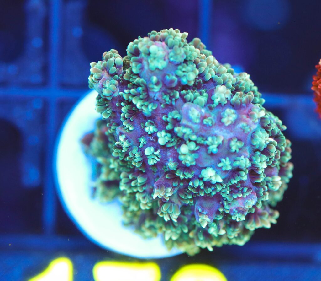 Frag Box Corals