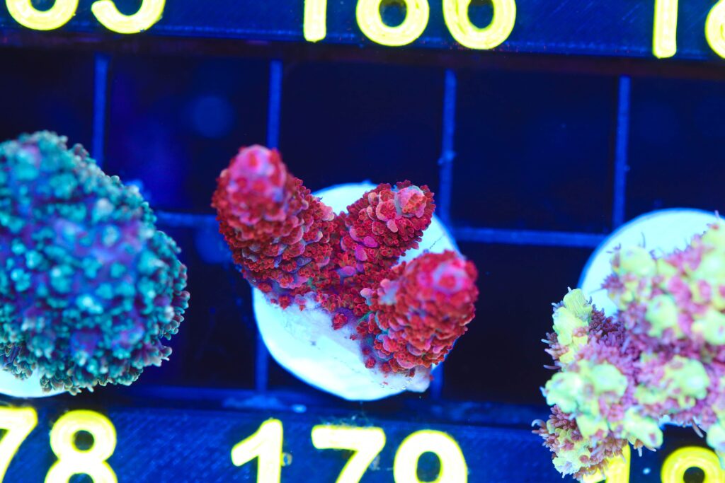 Frag Box Corals