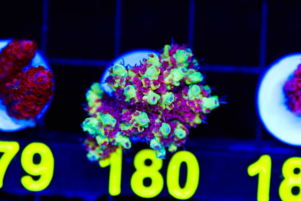 Frag Box Corals