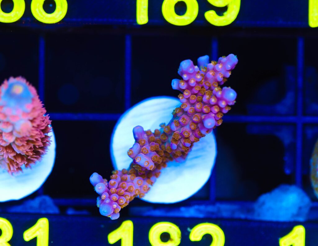 Frag Box Corals