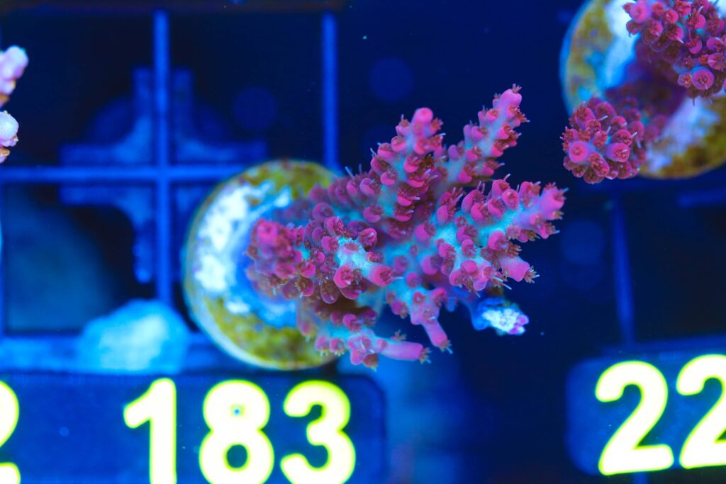 Frag Box Corals