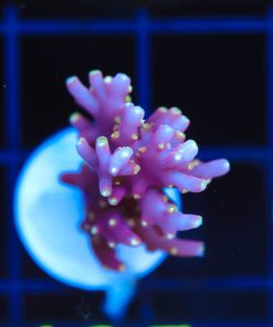Wysiwyg Firefly Acropora Frag [F185]