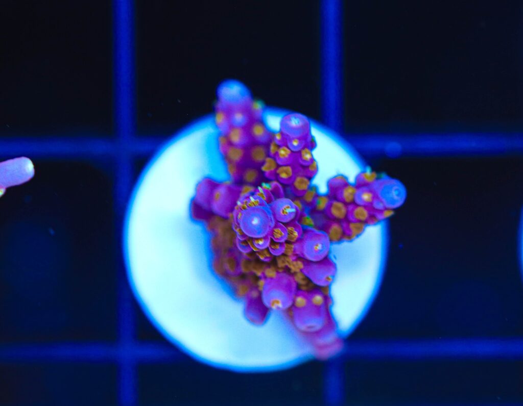 Frag Box Corals