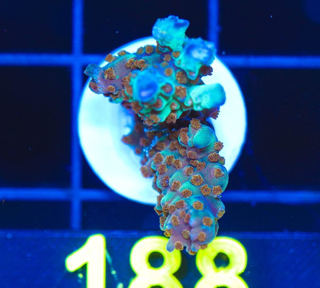 Frag Box Corals