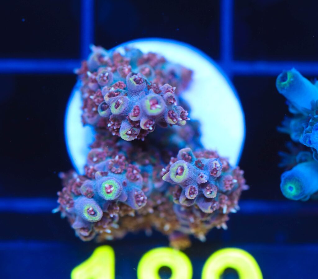Frag Box Corals