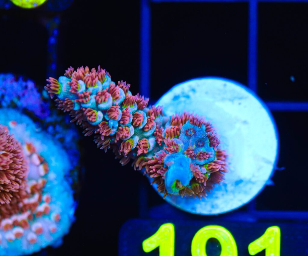 Frag Box Corals