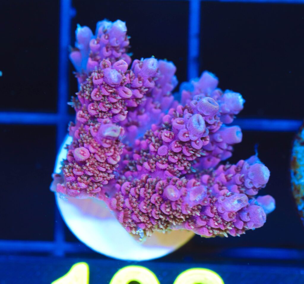 Frag Box Corals