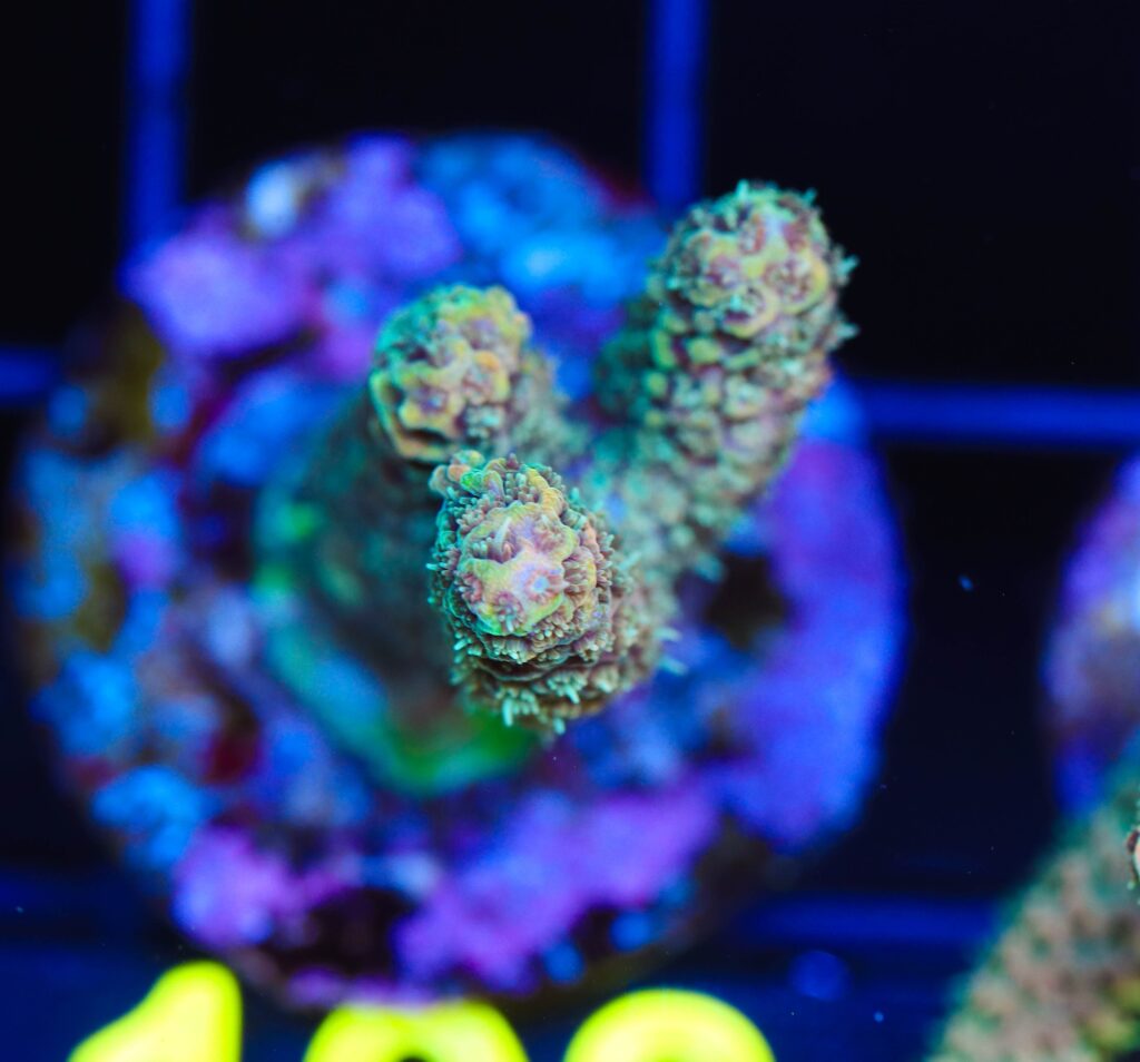 Frag Box Corals