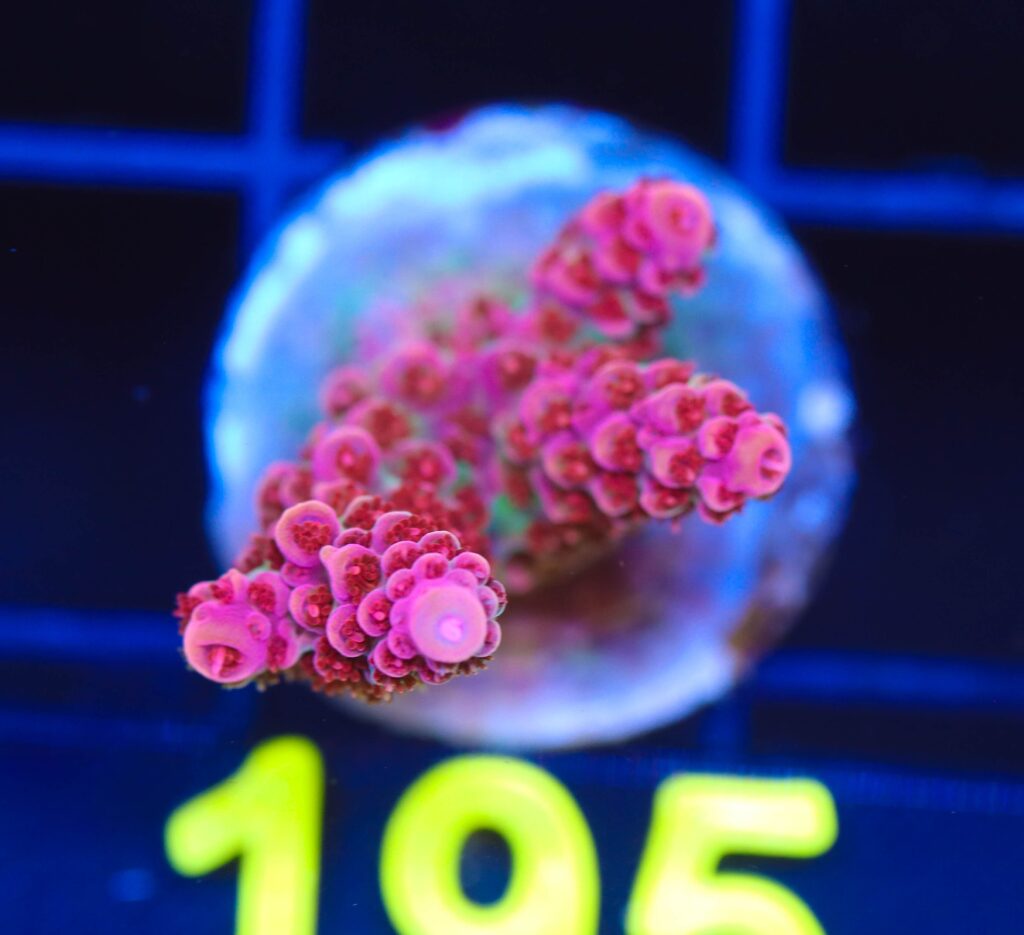 Frag Box Corals