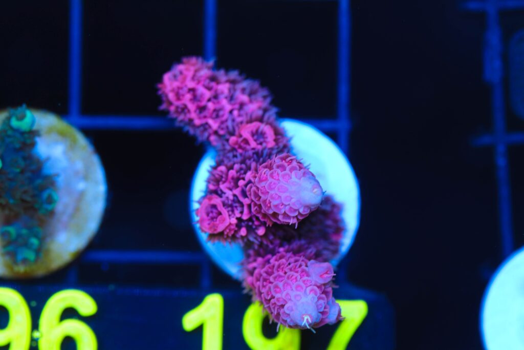 Frag Box Corals