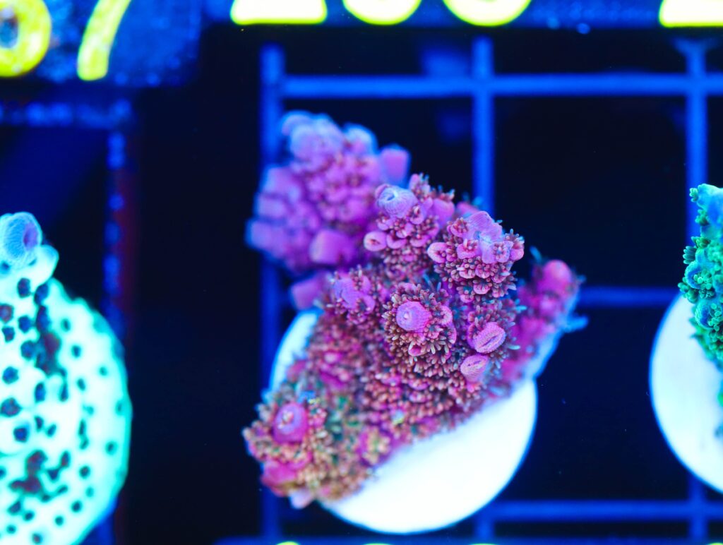 Frag Box Corals