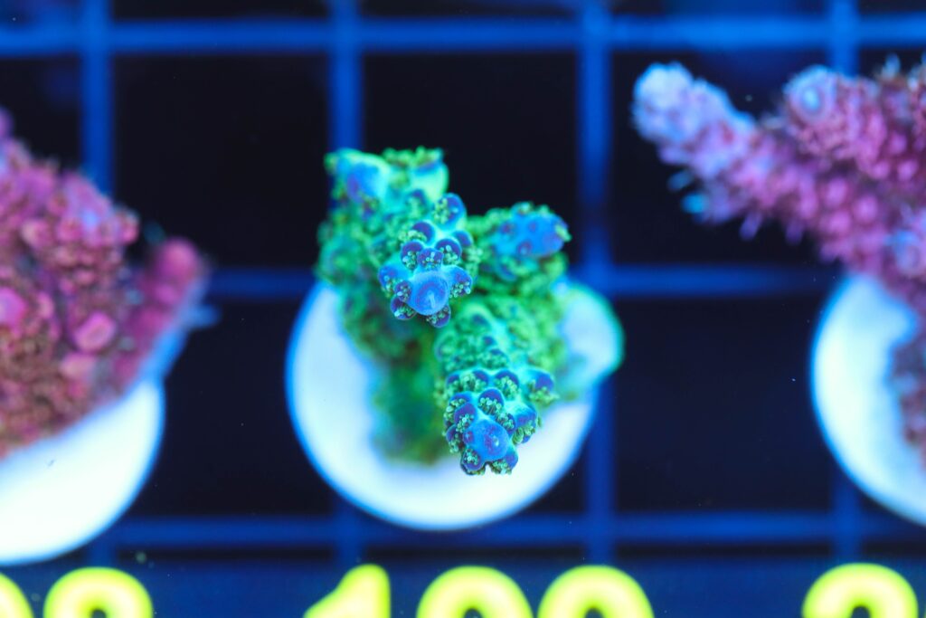 Frag Box Corals