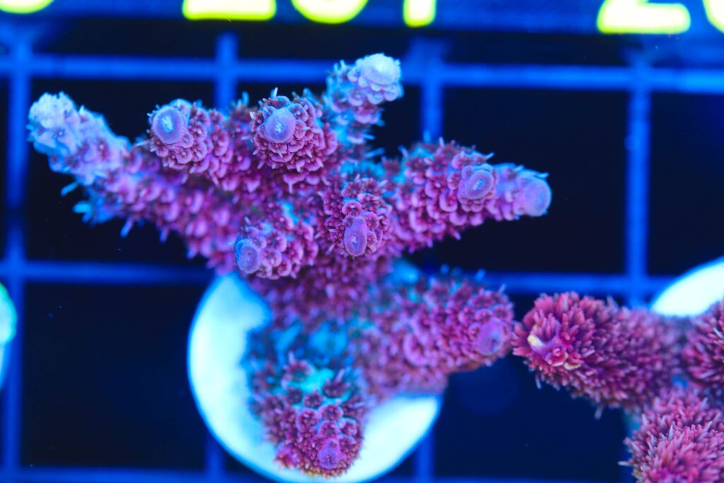 Frag Box Corals