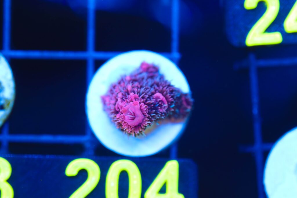 Frag Box Corals