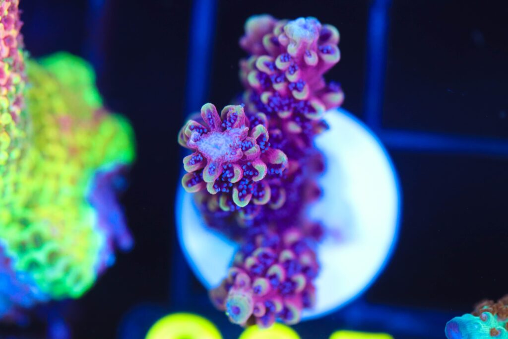 Frag Box Corals