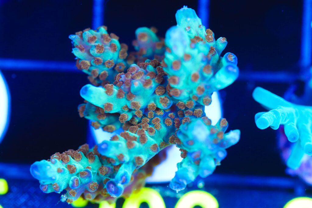 Frag Box Corals