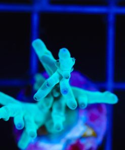 Wysiwyg ORA Hawkins Enchinata Acropora [F207]