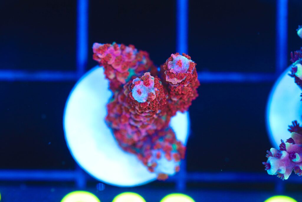 Frag Box Corals