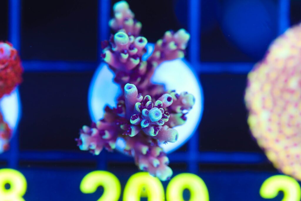Frag Box Corals