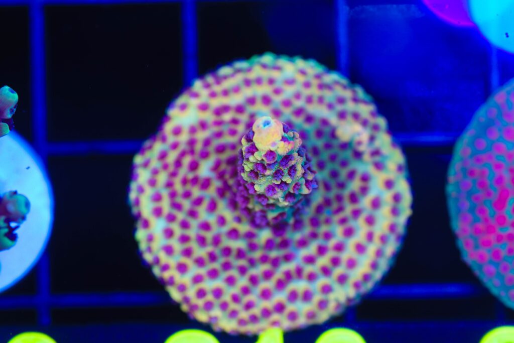 Frag Box Corals