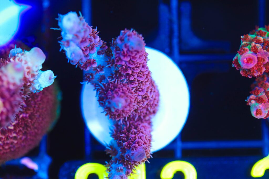 Frag Box Corals