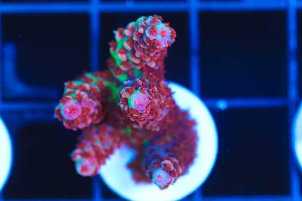 Frag Box Corals