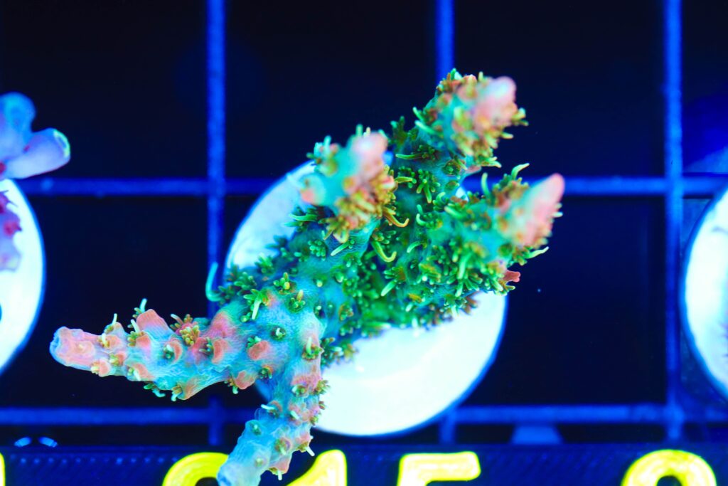 Frag Box Corals