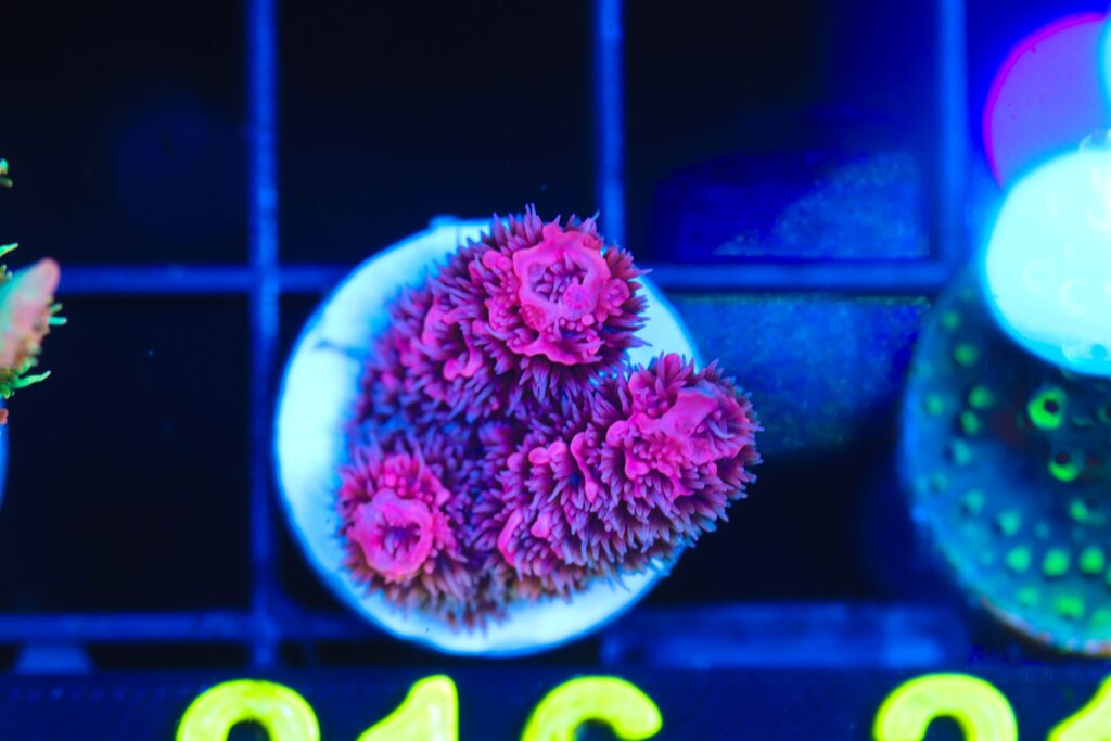 Frag Box Corals