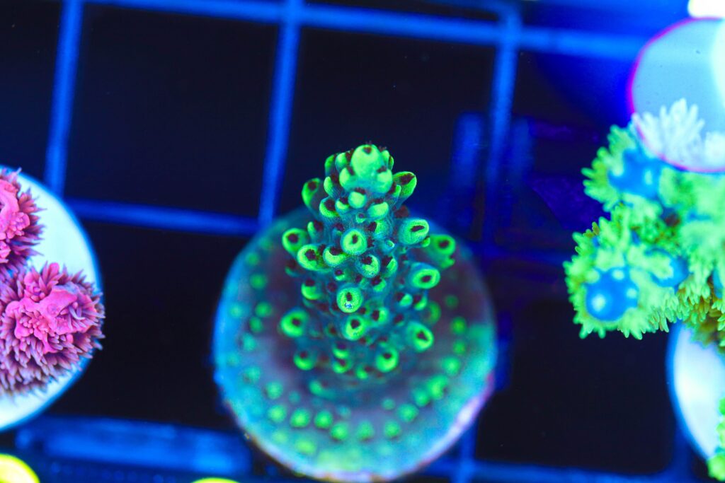 Frag Box Corals