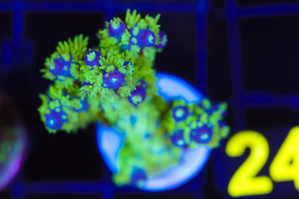 Frag Box Corals