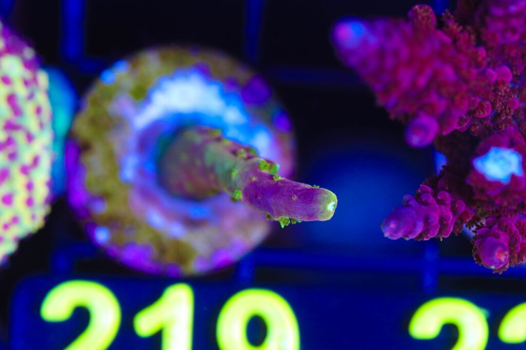 Frag Box Corals