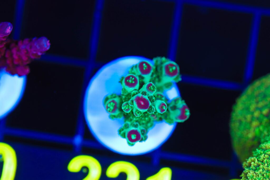 Frag Box Corals