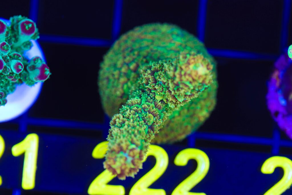 Frag Box Corals