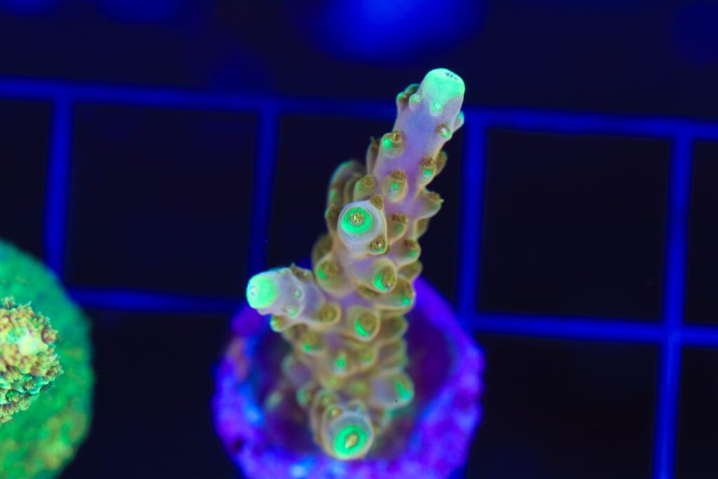 Frag Box Corals