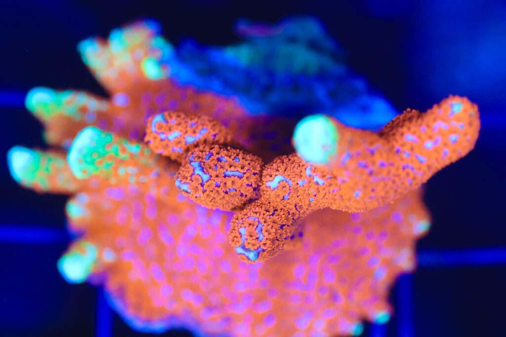 Frag Box Corals