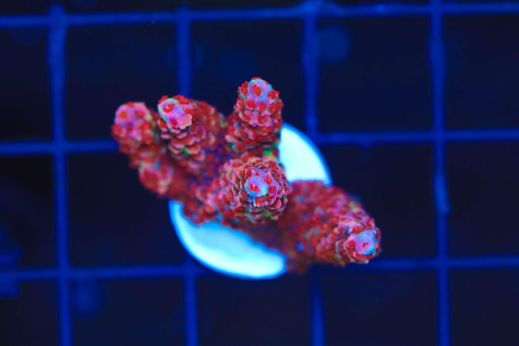 Frag Box Corals