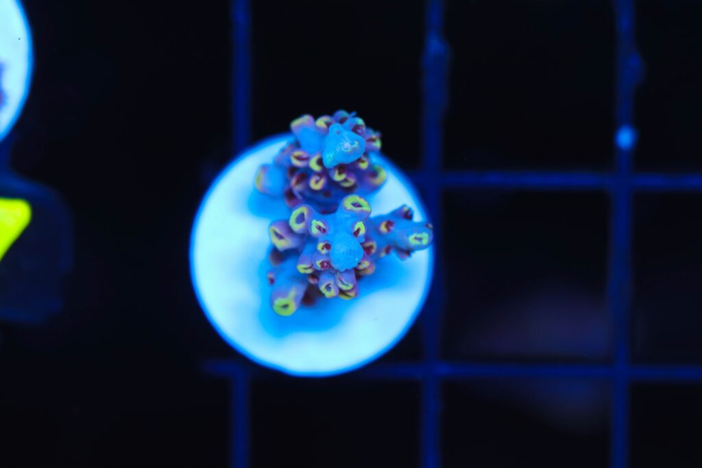 Frag Box Corals
