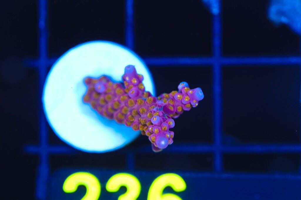 Frag Box Corals